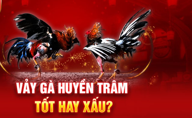 Tìm Hiểu Vảy Gà Huyền Trâm Rất Quý Hiếm Tại 23WIN da ga2