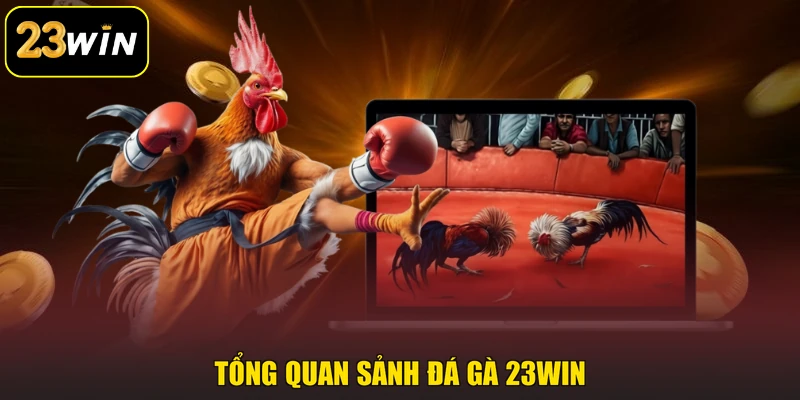 Đá Gà 23win - Sân Chơi Của Những Chiến Kê Đẳng Cấp Tổng quan sảnh đá gà 23win